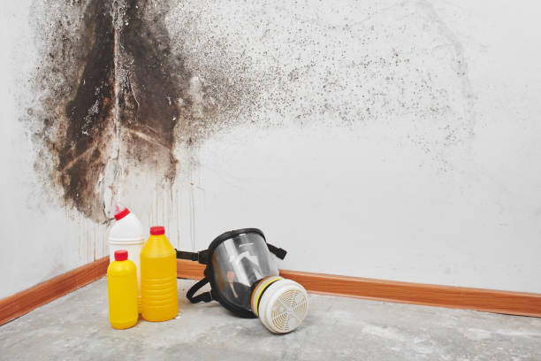 Best Mold Testing  in North Oaks, MN