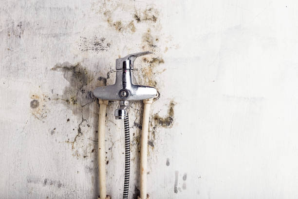 Best Best Mold Removal Companies  in North Oaks, MN