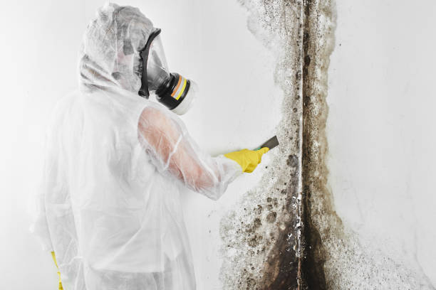 Best Mold Remediation Services  in North Oaks, MN