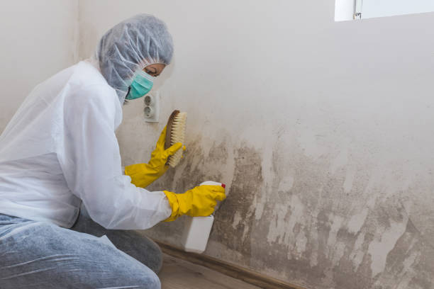 Home Mold Removal in North Oaks, MN