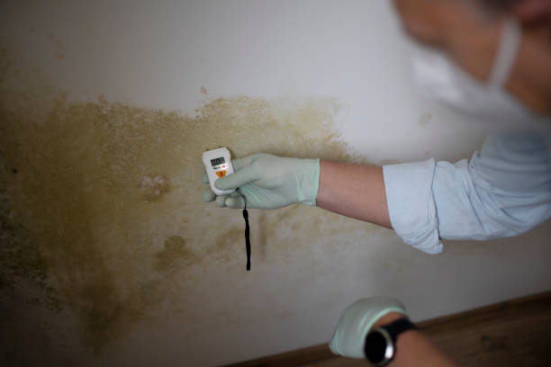 Best Black Mold Removal  in North Oaks, MN