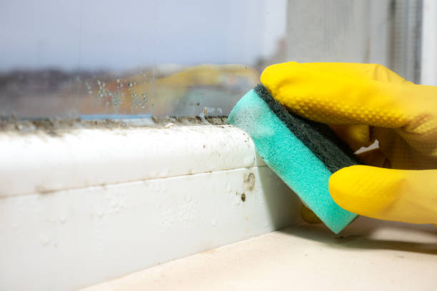 Best Mold Cleaning Services  in North Oaks, MN
