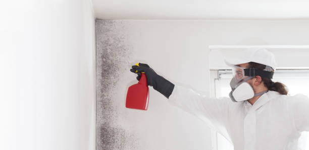 Best Mold Remediation  in North Oaks, MN
