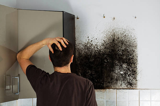 Best Toxic Mold Removal  in North Oaks, MN