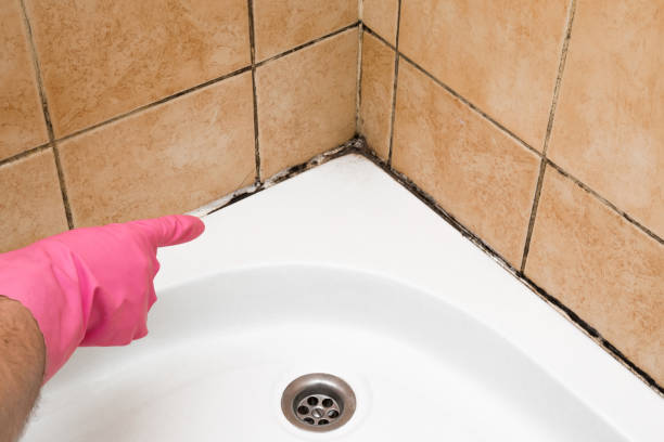 Certified Mold Removal in North Oaks, MN
